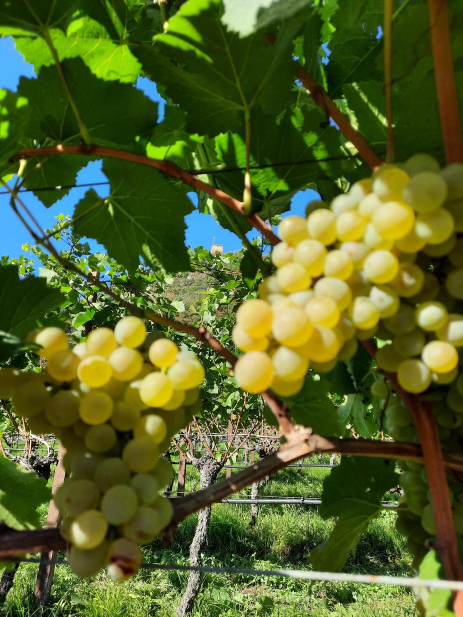Weinhof Kager Διαμέρισμα Missiano Εξωτερικό φωτογραφία